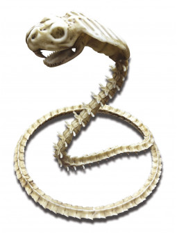 Esqueleto de Serpiente Cobra para Decoración