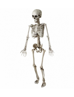 Esqueleto de 120 cm