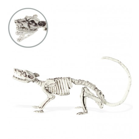 Esqueleto de Rata Articulable